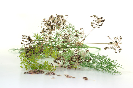 Dill mit Samen