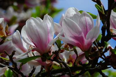 Magnolienblüte ätherisches Öl