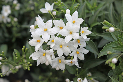 Ätherisches Öl Jasmin