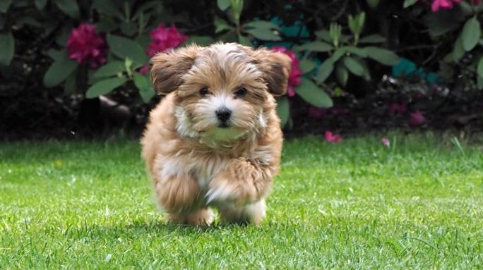 Seife für Hunde selber machen